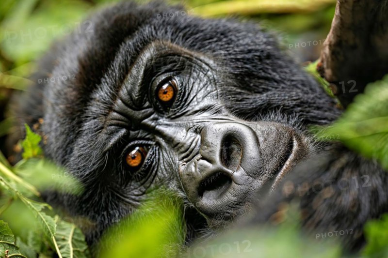 Close-up of a gorilla face (gorilla) with haunting orange eyes and detailed fur structure, AI generated, AI generated