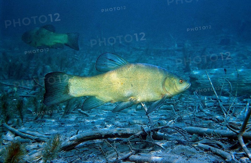 Tench, Tinca Tinca, Germany, Chiemsee, Bavaria
