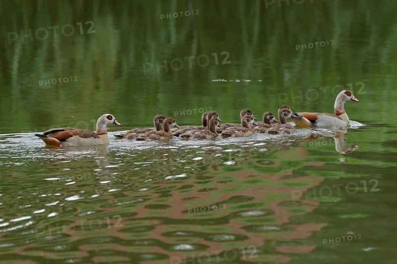 Egyptian goose (Alopochen aegyptiaca) with offspring, neozoan, invasive, duck bird, Schwäbisch Hall, Hohenlohe, Germany