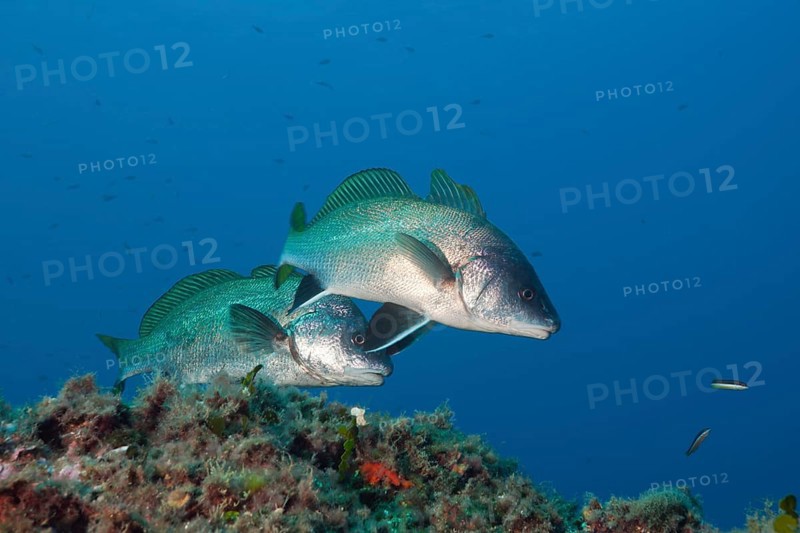 Two sea ravens, Sciaena umbra, El Medallot, Medes Islands, Costa Brava, Mediterranean Sea, Spain