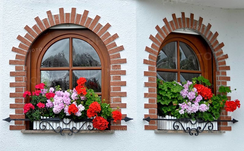 Garden with house, arched window with flowers, geraniums at the window outside, white roses in the garden
