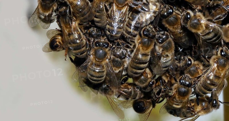 |European Honey Bee (apis mellifera), Black Bees Shaping a Bunch, Begenning of a Swarm, Bee Hive in Normandy