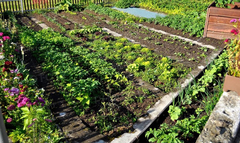 Farm Garden Salad and Vegetables, Matterhorn Gotthard Railway