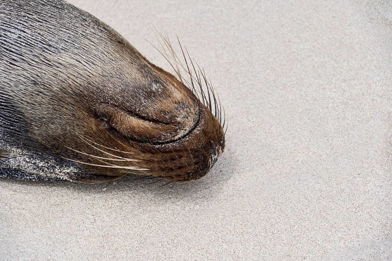 Sleeping Galápagos sea lion (Zalophus wollebaeki), eared seal, Puerto Chino beach, Isla San Cristóbal, Chatham, Galapagos, Galapagos Islands, Galápagos Islands, Islas Galápagos, Ecuador