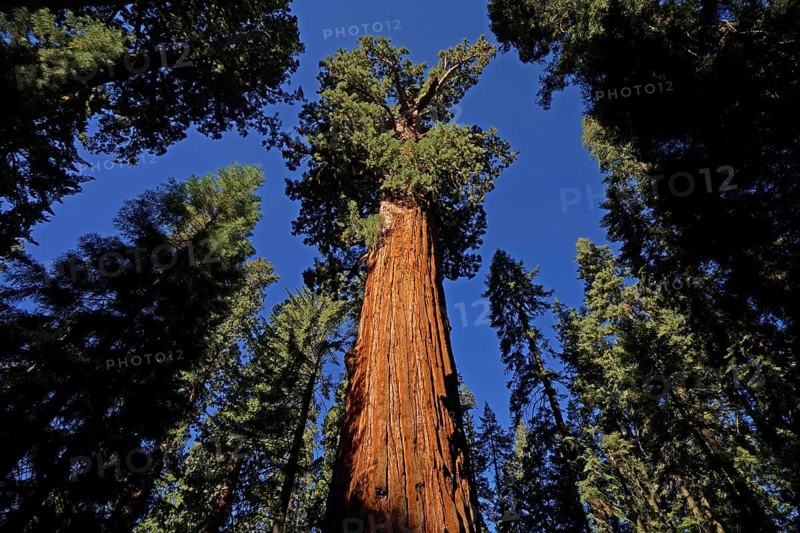 Sequoia, sequoia tree, giant sequoia, giant sequoia, USA, California, Sierra Nevada, (Sequoia giganta), Sierra Nevada, California, USA