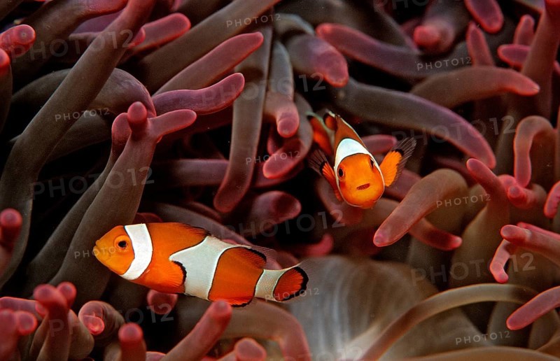 Two orange skunk clownfish, Amphiprion ocellaris, Bali, Indian Ocean, Indonesia
