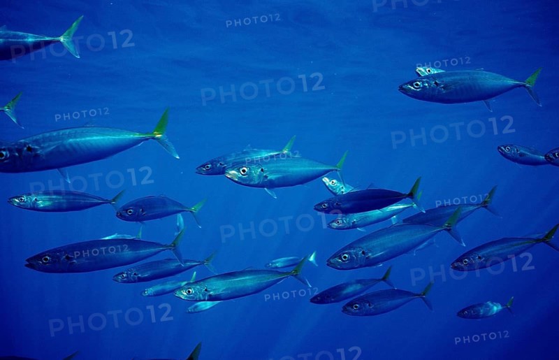 Herring mackerel, Decapterus sp., Mexico, Pacific Ocean, Guadalupe