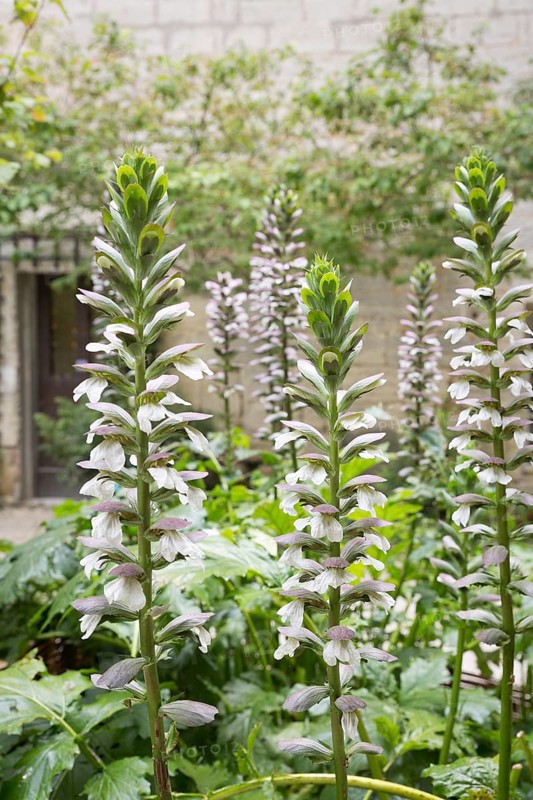Acanthus mollis (Acanthus Mollis)