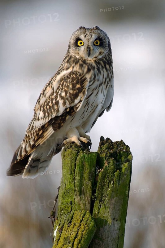 Short-eared Owl (Asio flammeus), Lower Saxony, Germany