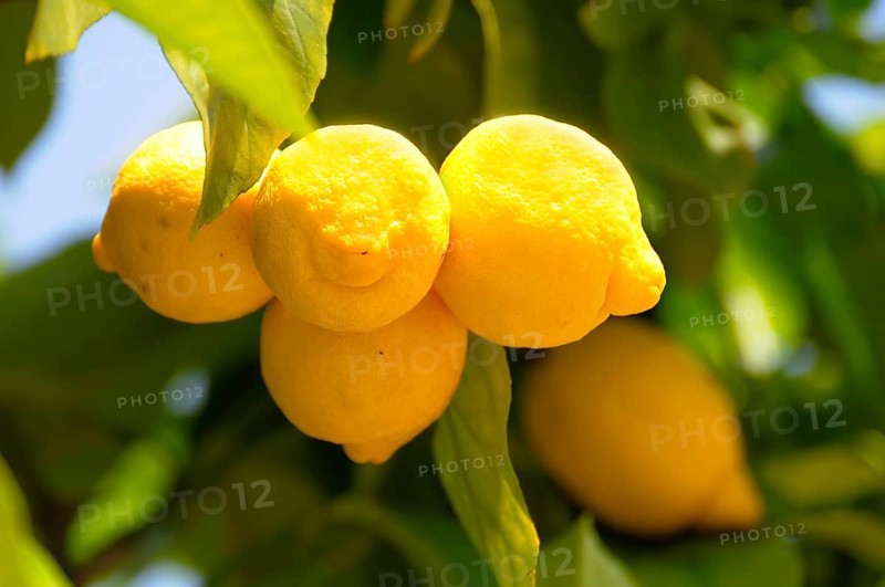 Ripe lemons (Citrus × limon) on the tree, lemon, citron, lime Rose garden in Oberderdingen