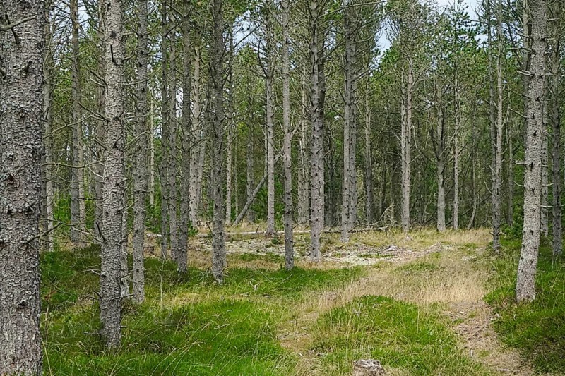 A peaceful path winds through a light-flooded forest with green grass Dune forest, Skiveren, Aalbæk, Denmark