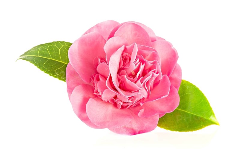 Pink camellia flower isolated on white background. Camellia japonica