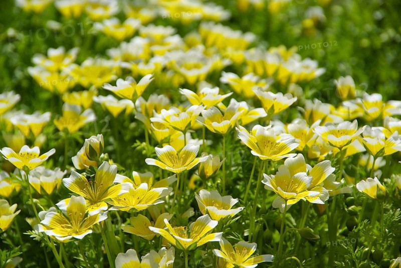 Marsh flower, poached egg plant