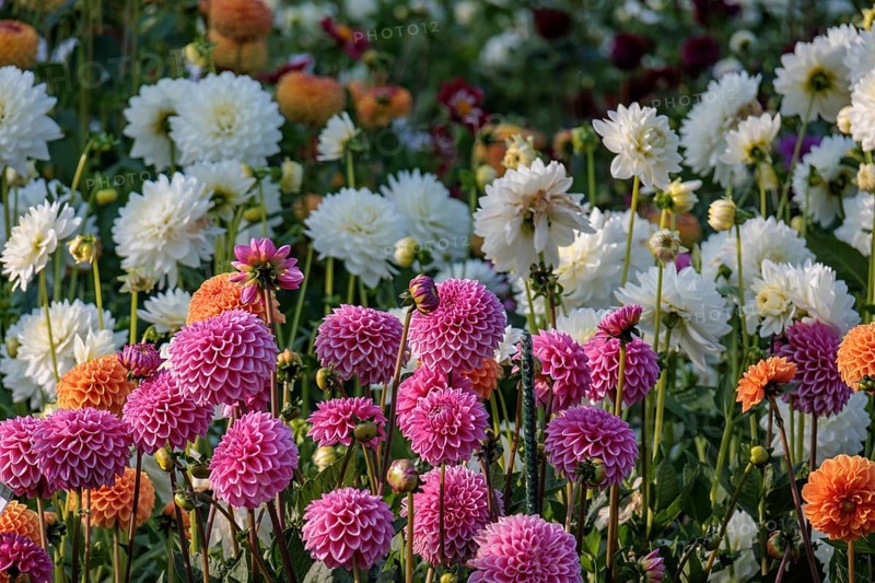 Flower field with various colourful dahlia blossoms in full bloom, legden, Münsterland, germany