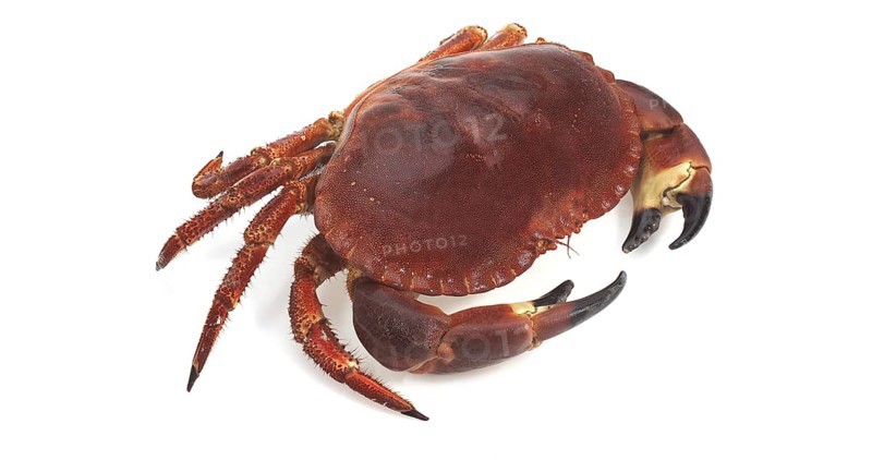 Edible Crab (cancer pagurus) against White Background