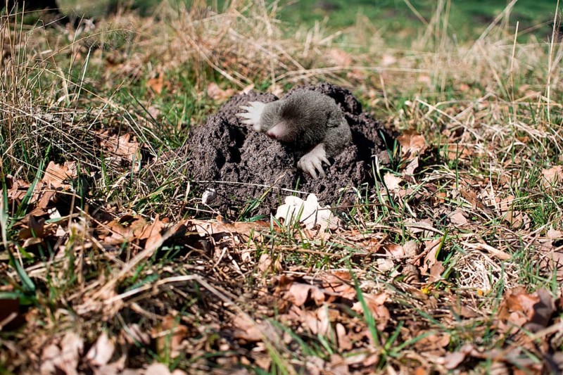 Mole comes from underground