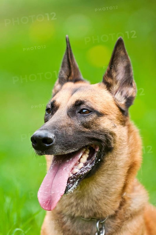 Malinois portrait