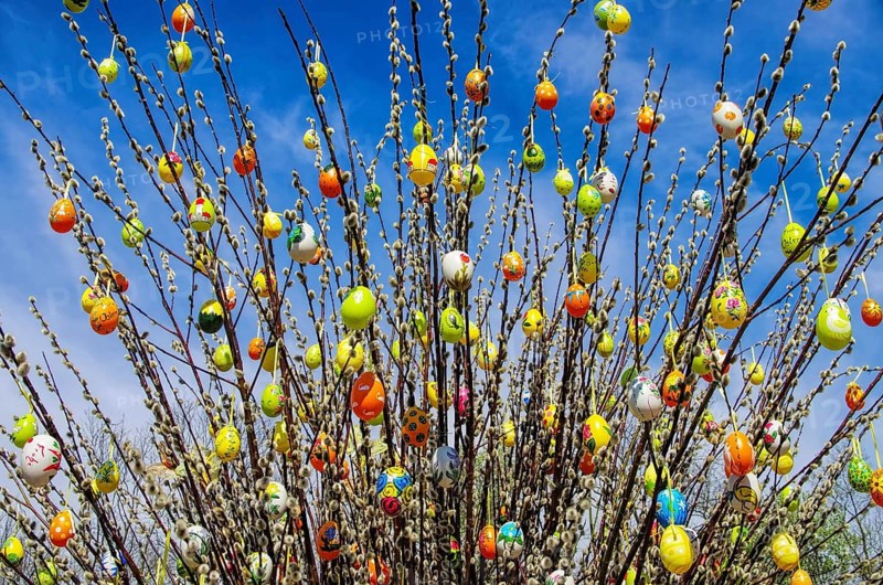 Easter shrub willow, easter shrub willow 01