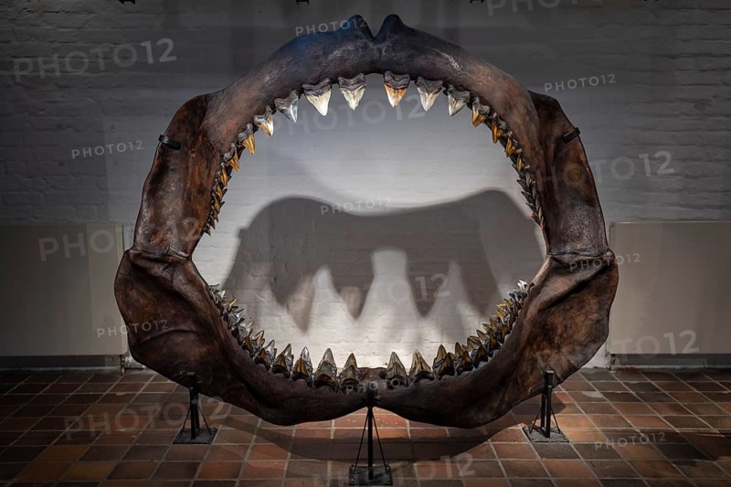 Megalodon (Otodus megalodon), teeth, specimen, extinct, exhibition, Otodus megalodonGerman Oceanographic Museum, Dominican Monastery, Hanseatic City, Stralsund, Mecklenburg-Western Pomerania, Germany
