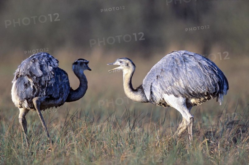 Nandus foraging in the Wakenitz lowlands (greater rhea (Rhea americana)