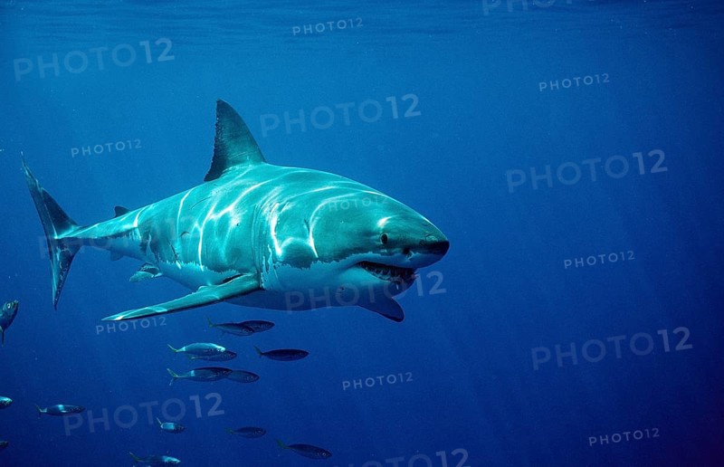 Great white shark, Carcharodon carcharias, South Africa, Dyer Island, Gansbaai, Atlantic Ocean