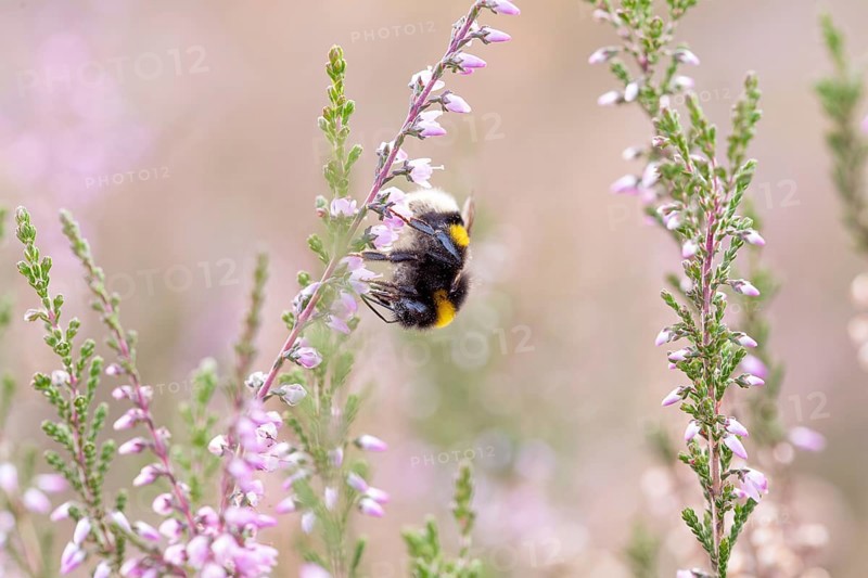 Large earth bumblebee, foraging on common heather (Calluna vulgaris), Döberitzer Heide nature reserve, Brandenburg, Germany