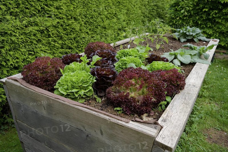 Salads in a raised bed, garden bed, garden, vegetable harvest, hobby garden, hobby gardening, hobby, vegan, healthy, tasty, food, vegetables, gardening, Schwäbisch Hall, Germany
