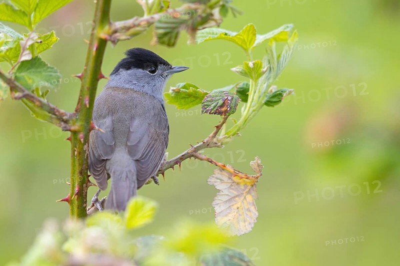 Blackcap (Sylvia atricapilla), Fauvette à tête noire, Curruca Capirotada, Branch, branch, Ormoz area, Ormoz, Podravska, Slovenia