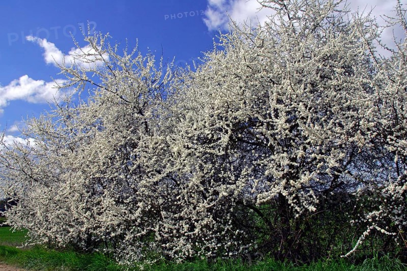 Blackthorn (Prunus spinosa) hedge, Germany