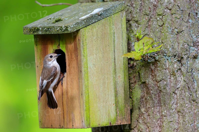 Animals, birds, songbirds, pied flycatcher, (Ficedula hypoleuca), biotope, habitat, perch, foraging, at nesting box, forest cemetery, Limburgerhof, Rhineland-Palatinate, Federal Republic of Germany