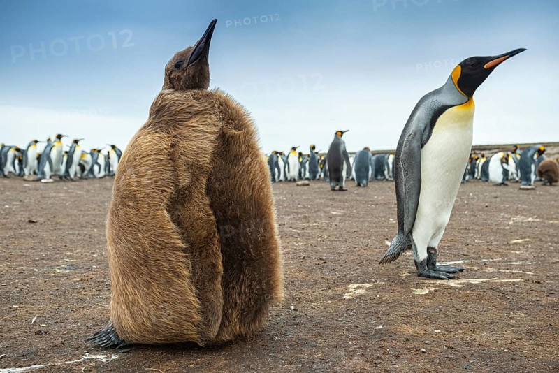 King penguins (Aptenodytes patagonicus) with chicks in a colony, Volunteer Point, Falkland Islands, Great Britain, South Atlantic