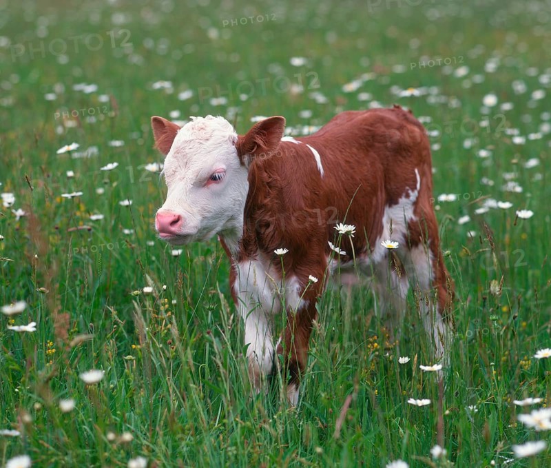 Hinterwälder cattle, calf, cows, calves