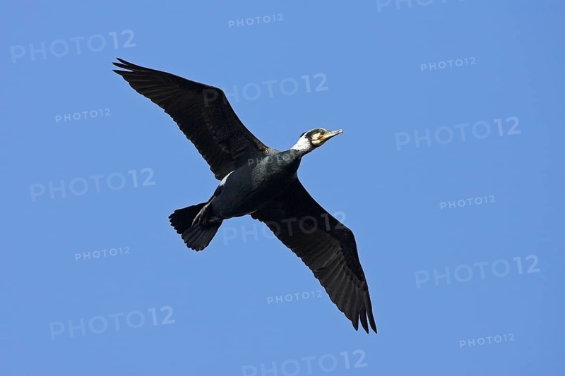 Cormorant, Great Cormorant, Cormorant, (Phalacrocorax carbo), Grand Cormoran, Cormor-n Grande, flight photo, Wagbachniederung, Mannheim, Baden-Württemberg, Germany