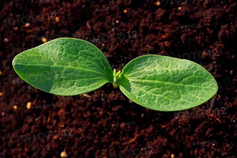 Zucchini plant from seedlings in an orchard urban garden