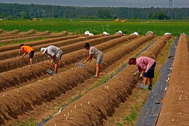 Asparagus harvest, asparagus field, harvest helper, asparagus cutter, Büttelborn near Darmstadt, Hesse, Germany