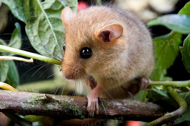 Common Dormouse (muscardinus avellanarius), Normandy
