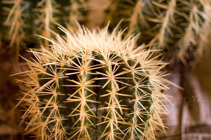 Cacti orchid, Calcutta, West Bengal, India