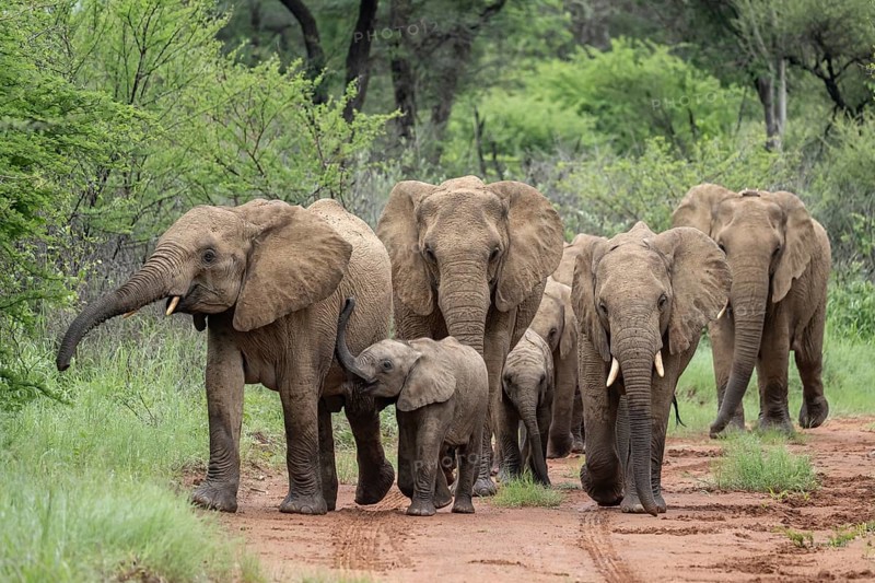 Elephants (Loxodonta africana) Herd with young, Qwabi Private Game Reserve, Biosphere Reserve, Limpopo, South Africa