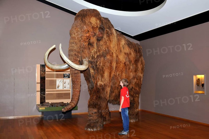 Boy, mammoth (Mammuthus), Natural History Museum of Basel, Basel, Switzerland