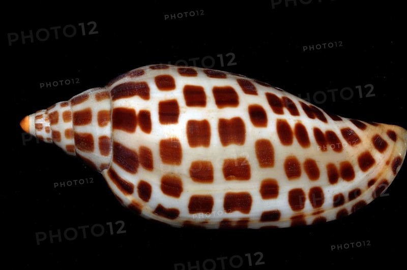 Volute Junonia Shell, India, Asia