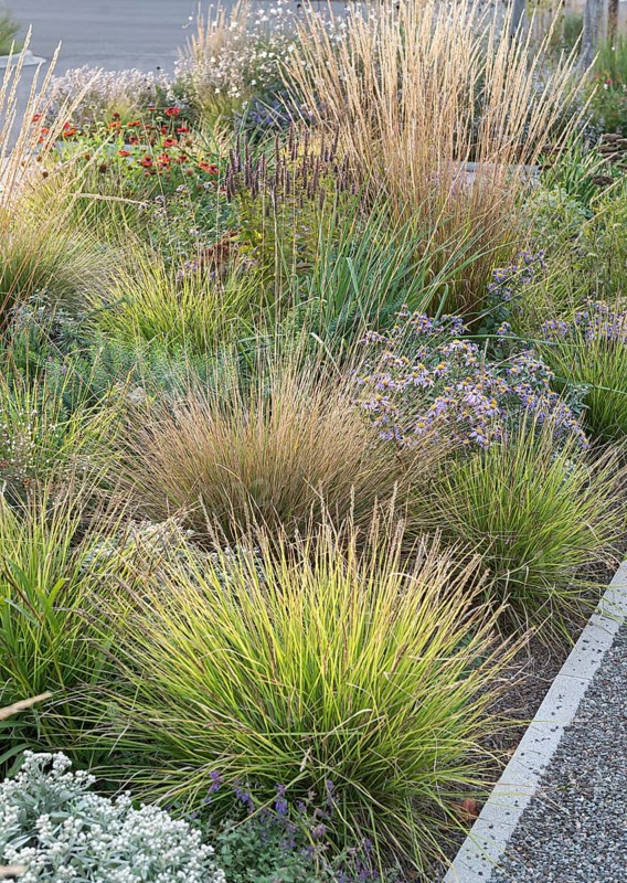 Autumn crested wheatgrass (Sesleria autumnalis), (Calamagrostis × acutiflora 'Waldenbuch')