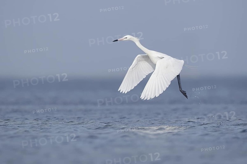 White-morph Reddish Egret : Mustang Island State Park : Port Aransas, TX