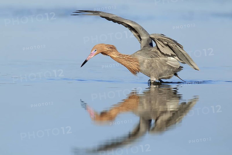 Reddish Egret (Egretta rufescens), Florida, USA
