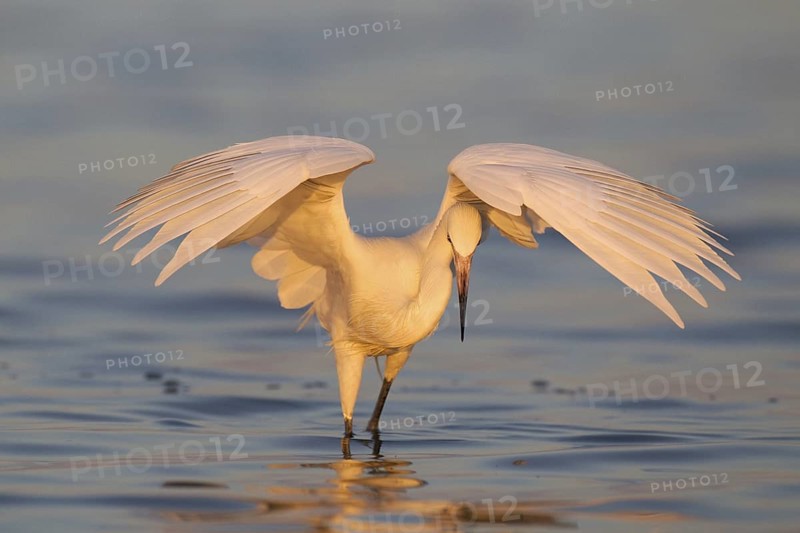 Reddish Egret (Egretta rufescens), Florida, USA