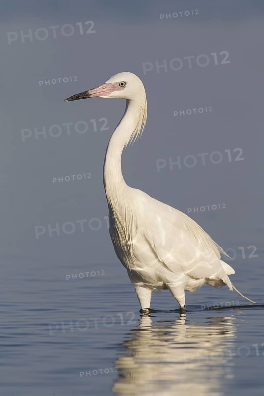 Reddish Egret (Egretta rufescens), Florida, USA