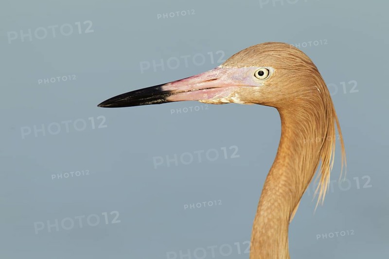 Reddish Egret (Egretta rufescens), Florida, USA