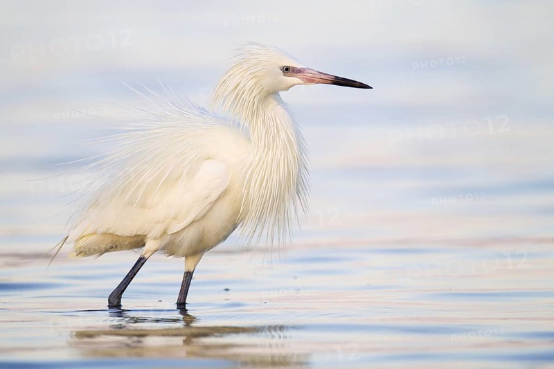 Reddish Egret (Egretta rufescens), Florida, USA