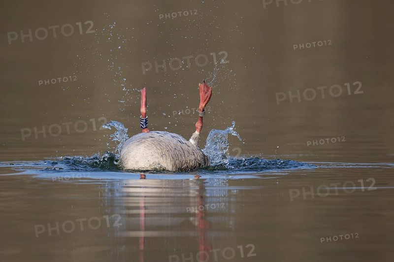 Greylag Goose (Anser anser) preening, Lower Saxony, Germany