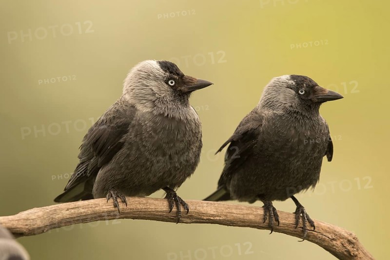 Western Jackdaw (Coloeus monedula) perched on a branch, Serbia