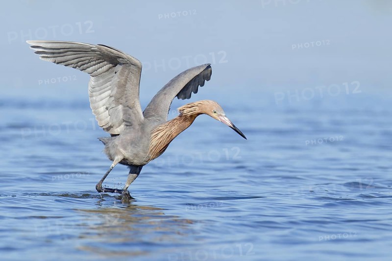 Reddish Egret (Egretta rufescens), Florida, USA